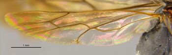 Media type: image;   Entomology 13682 Aspect: Wing hind
